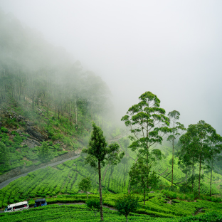 Munnar Magic